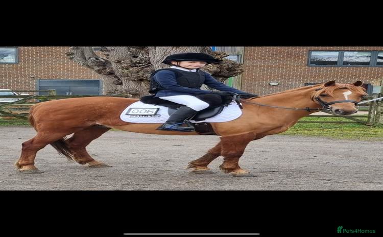 Riding pony horses - Advert 1