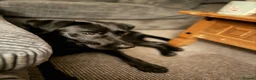 Labrador Retriever dogs for sale: Lab for rehome - Advert 3