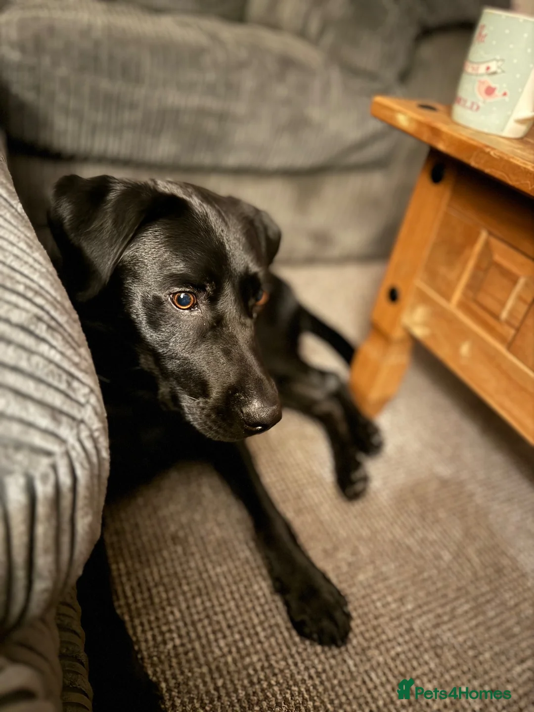 Labrador Retriever dogs for sale: Lab for rehome - Advert 3