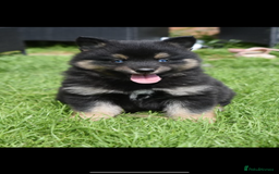 Pomsky dogs for stud: Stunning Black and Tan pomsky for stud  - Image 3