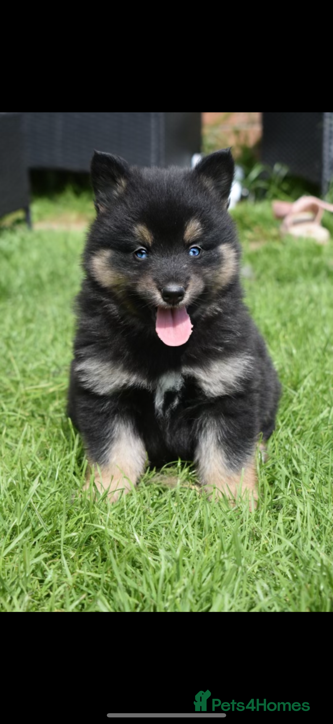 Pomsky dogs for stud: Stunning Black and Tan pomsky for stud  - Image 3