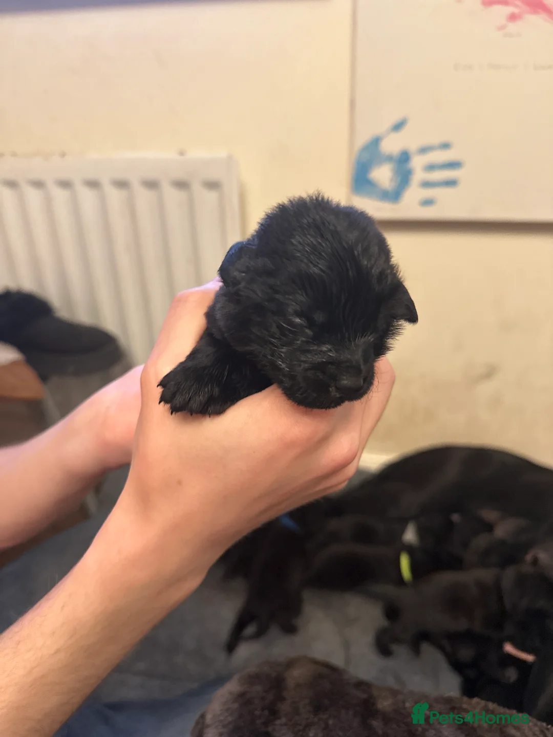 Mixed Breed dogs for sale: Black Labrador puppies in Swindon - Advert 2