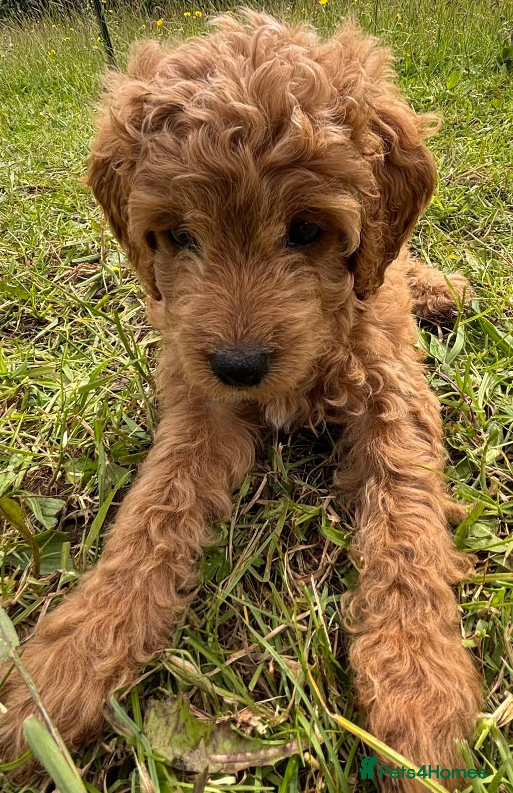Cockapoo dogs Injected microchiped ✨️💓Cockerpoos 💓✨️ - Advert 10