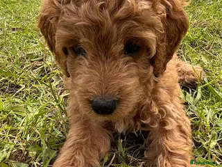 Cockapoo dogs Injected microchiped ✨️💓Cockerpoos 💓✨️ - Advert 1