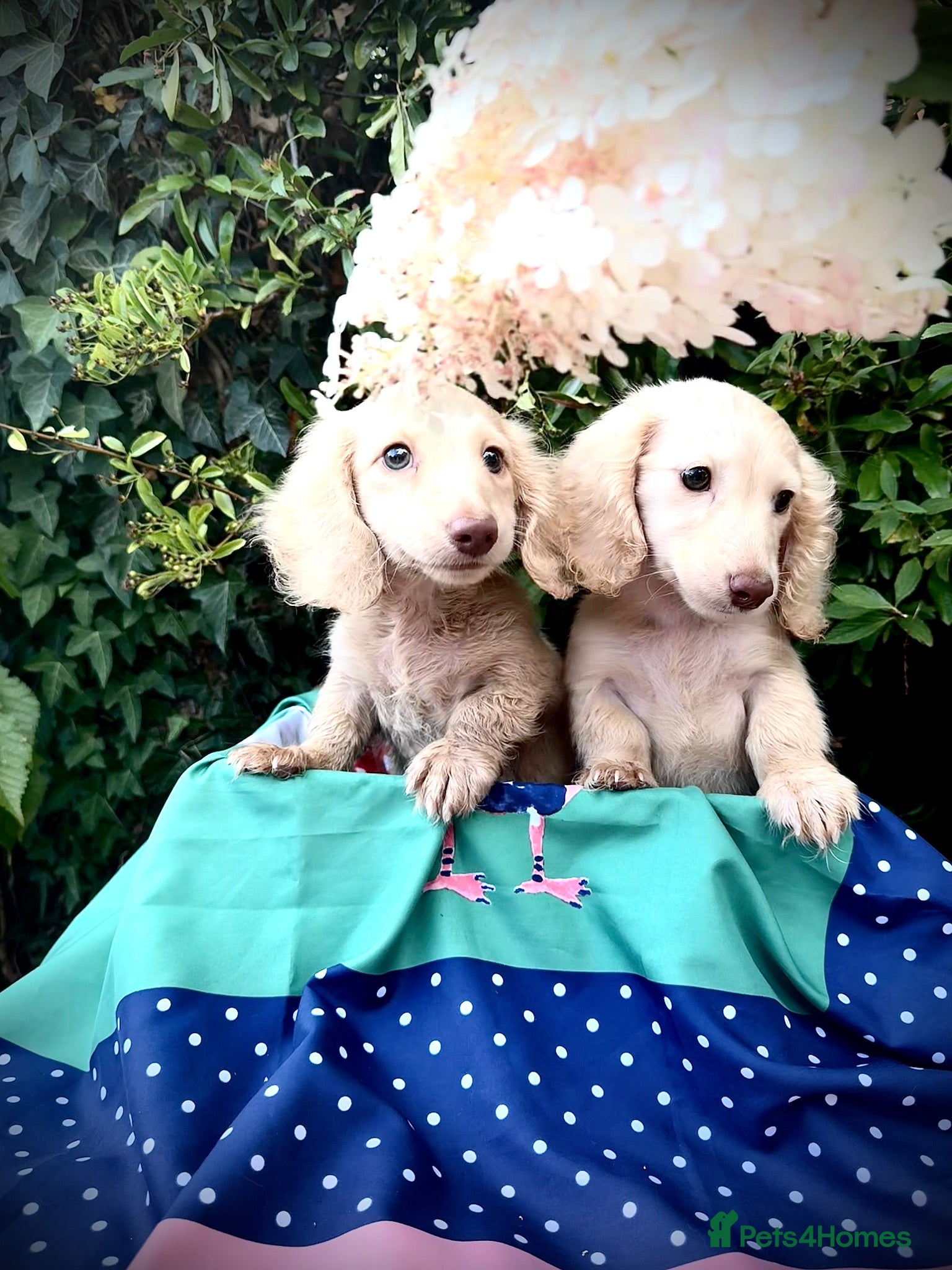 Miniature Dachshund dogs Blonde cream English miniature dachshund long hair - Advert 1