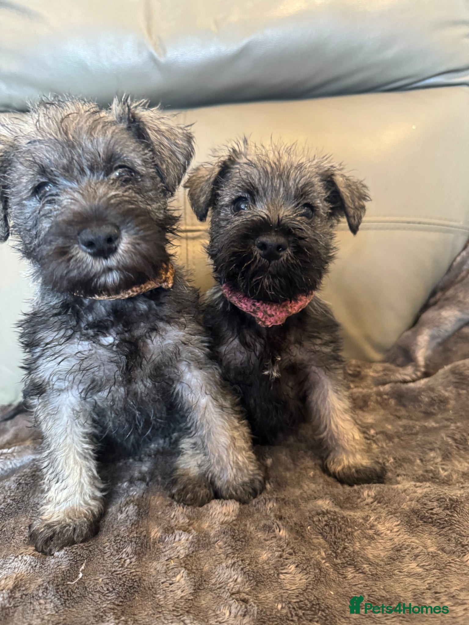 Miniature Schnauzer dogs Only 2 girls left -  miniature schnauzer puppies  - Advert 17