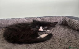 Mixed Breed cats for sale: Beautiful Black and White Kittens - Advert 5