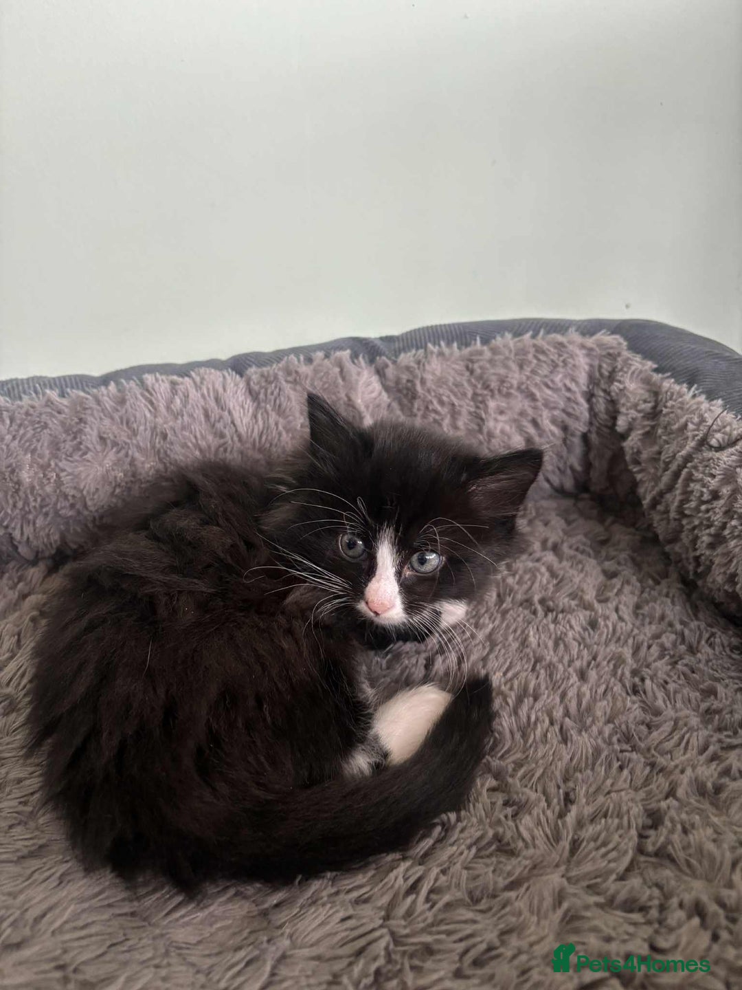 Mixed Breed cats for sale: Beautiful Black and White Kittens - Advert 5