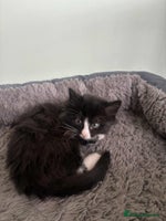 Mixed Breed cats Beautiful Black and White Kittens - Advert 3