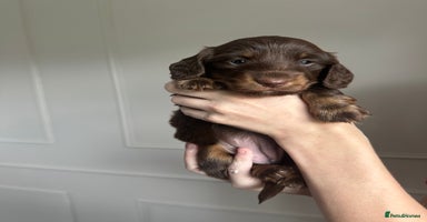 Miniature Dachshund dogs - Advert 11