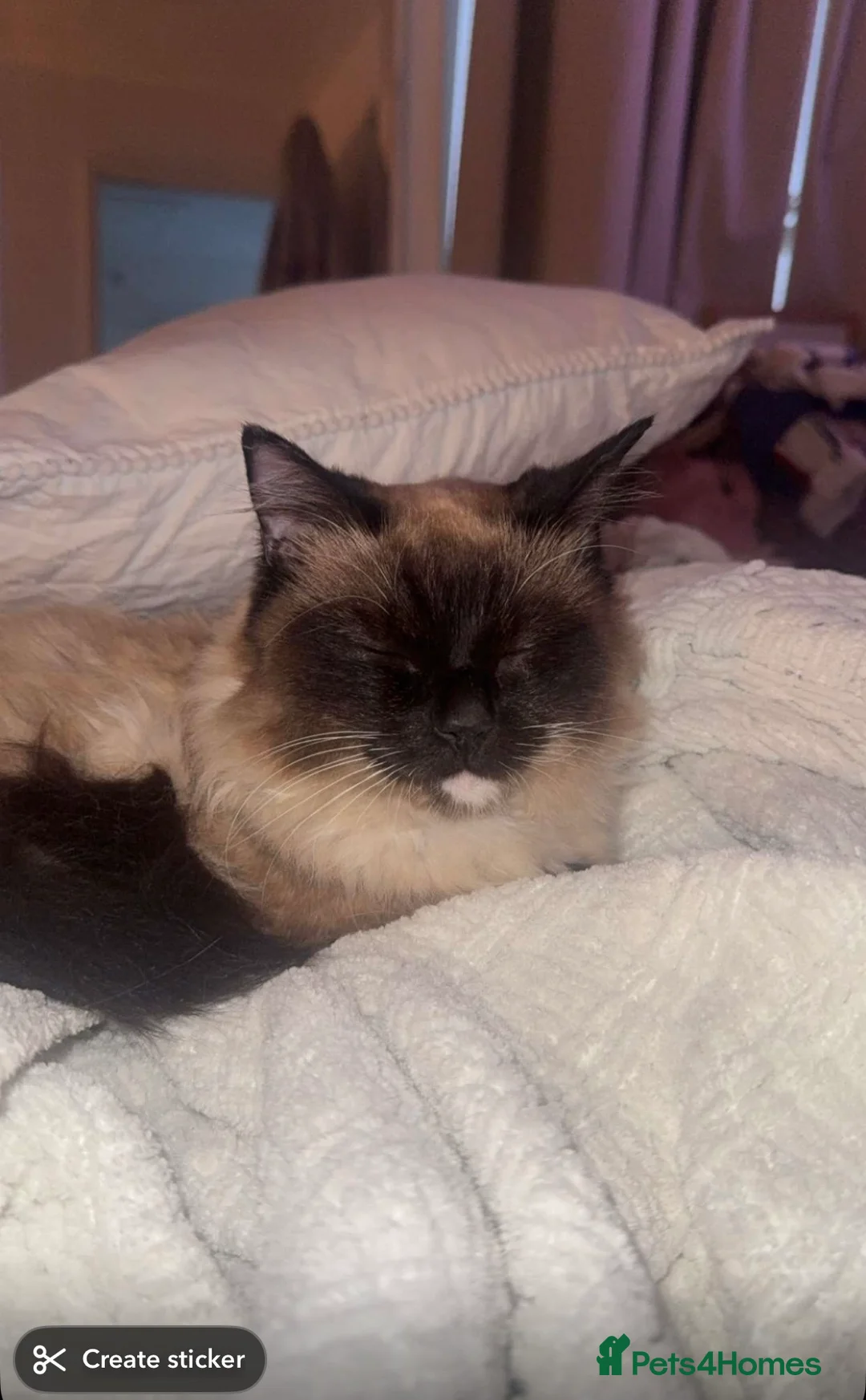 Ragdoll cats for sale: 3 year old ragdoll  in Chester-le-Street - Advert 2