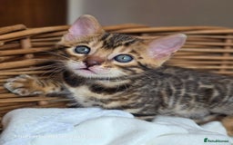 Bengal cats for sale: Gorgeous Pedigree Bengal Kittens  - Image 23