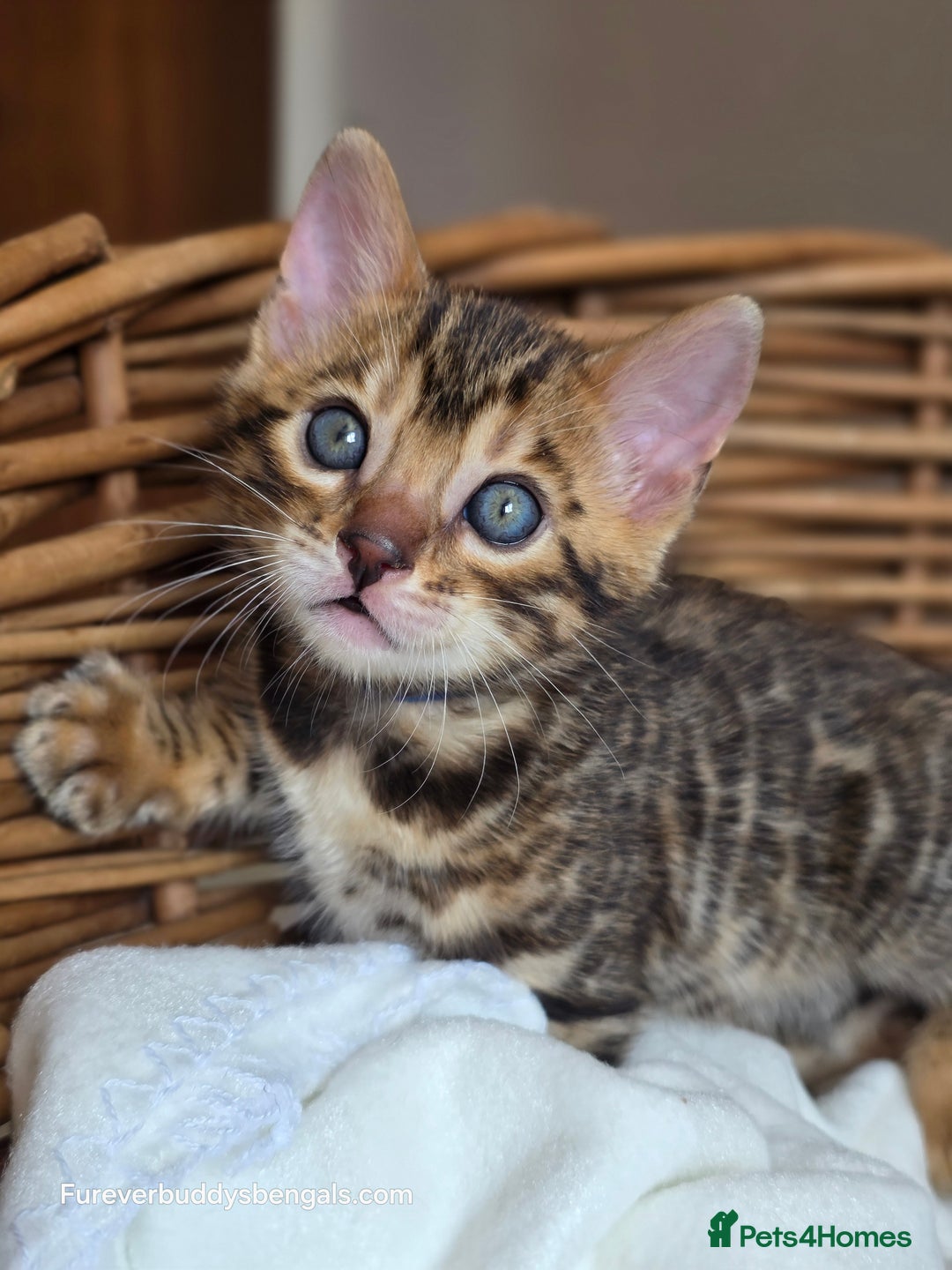 Bengal cats for sale: Gorgeous Pedigree Bengal Kittens  - Image 23