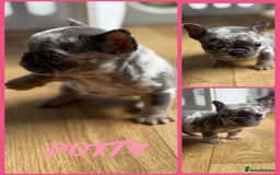 French Bulldog dogs for sale: ⭐️DWKC FLUFFY & FLUFFY CARRIER FRENCHIE PUPPIES ⭐️ in Driffield - Image 11