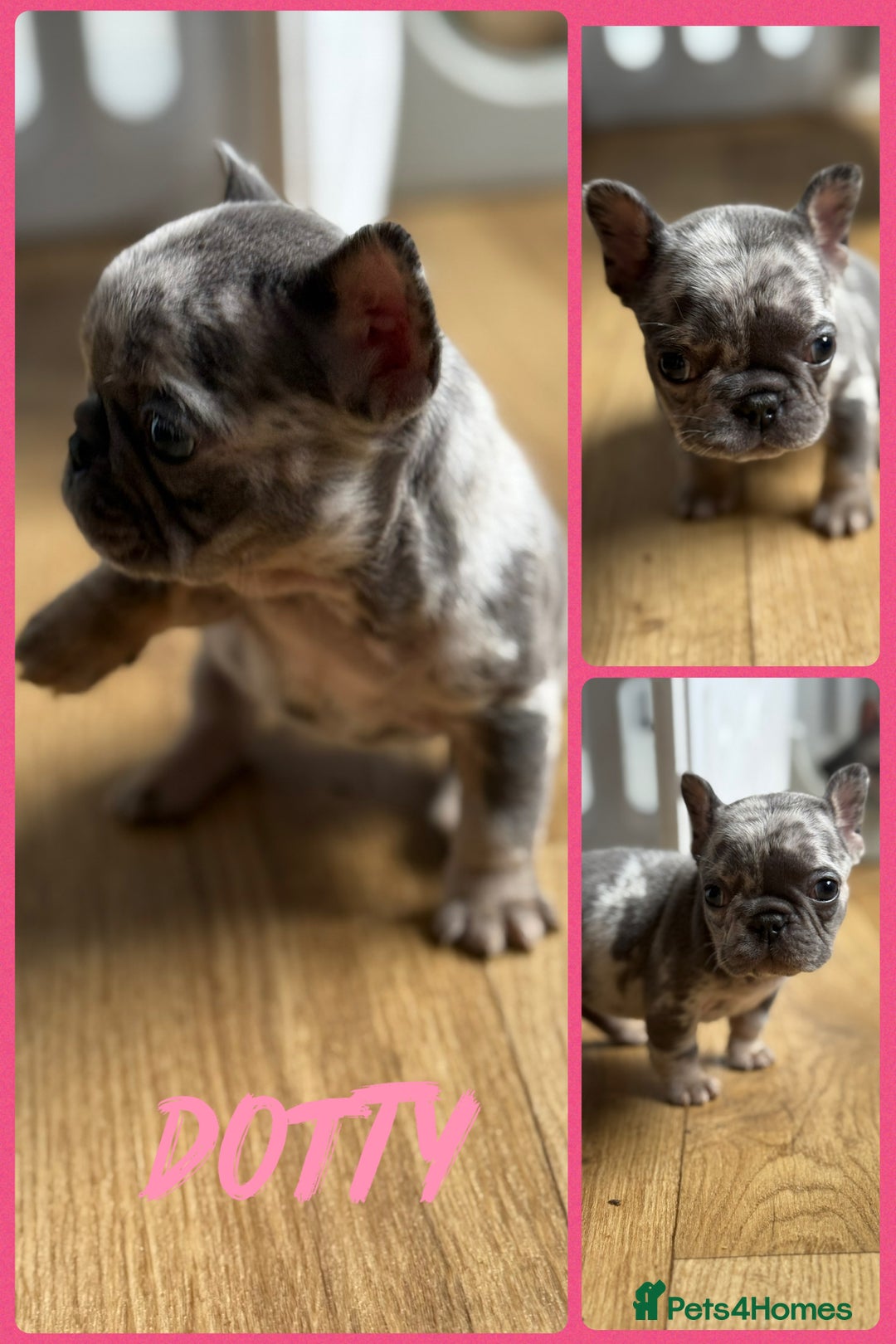 French Bulldog dogs for sale: ⭐️DWKC FLUFFY & FLUFFY CARRIER FRENCHIE PUPPIES ⭐️ in Driffield - Image 11