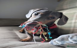 Dachshund dogs for stud: 1 year old Male Daschund ready for stud - Image 2