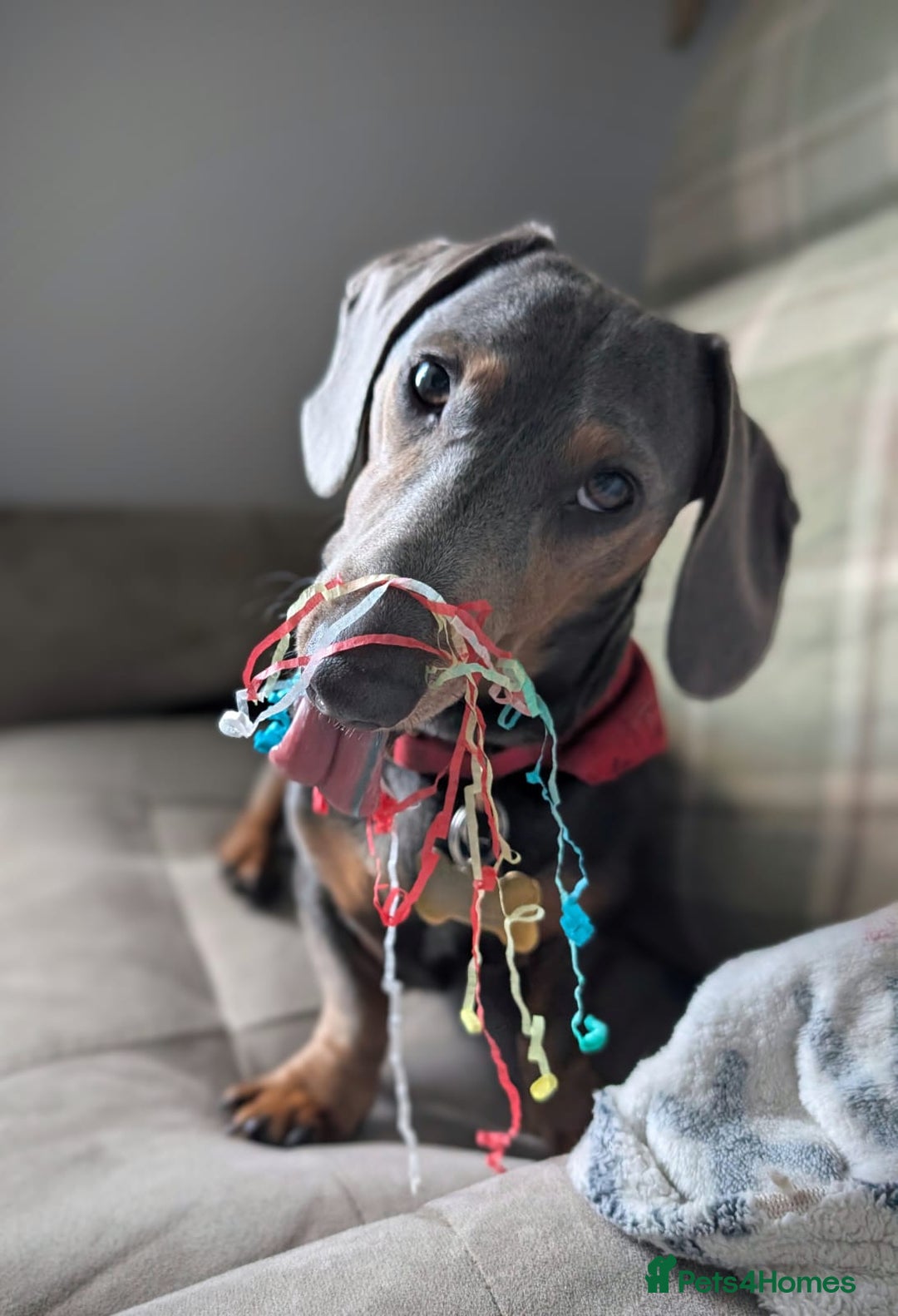 Dachshund dogs for stud: 1 year old Male Daschund ready for stud - Image 2