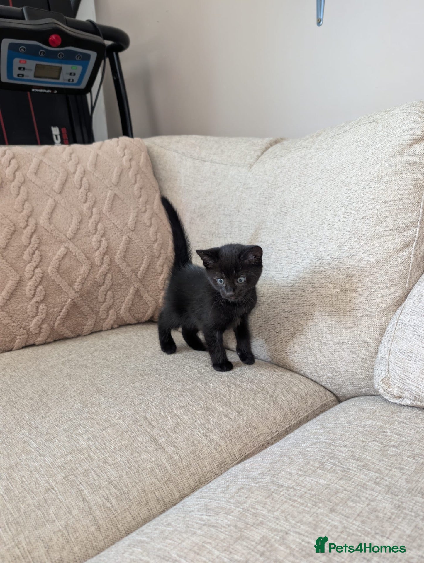 Mixed Breed cats 1 kitten ready to leave - Advert 1