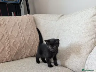 Mixed Breed cats 1 kitten ready to leave - Advert 1