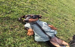 Miniature Dachshund dogs for sale: Beautiful girl dachshund - Image 2