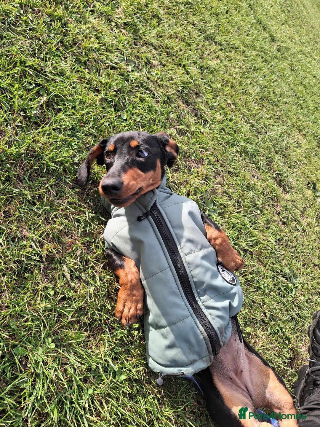 Miniature Dachshund dogs for sale: Beautiful girl dachshund - Image 2