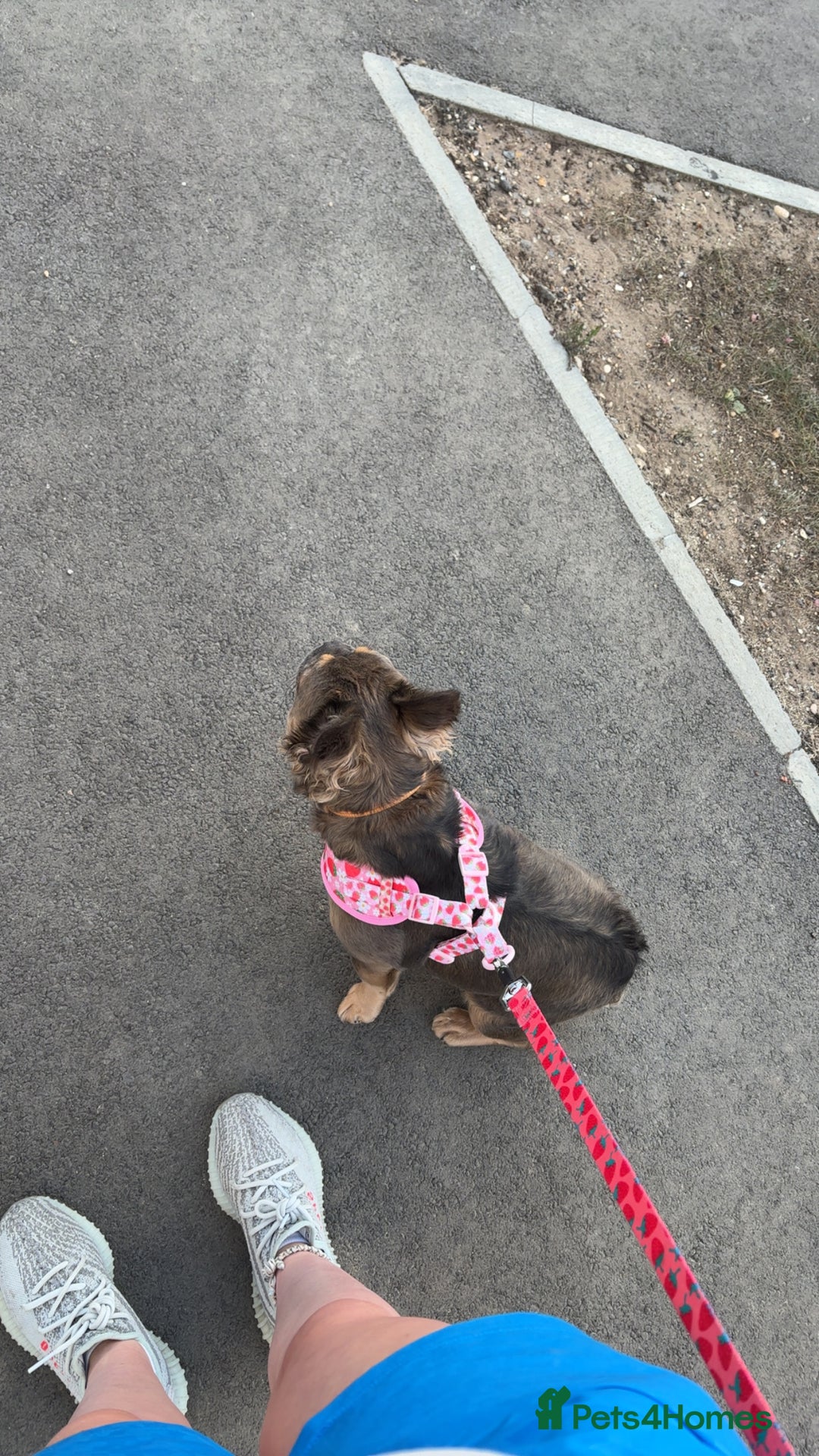 French Bulldog dogs for sale: Fluffy Frenchie - Advert 5