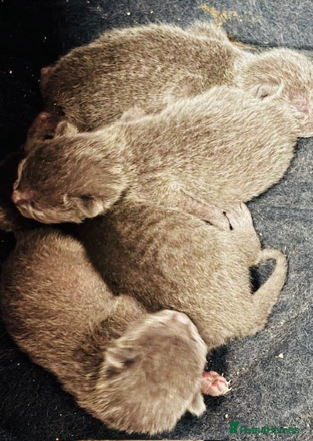 Russian Blue cats for sale: Pure Breed Russian Blue Kittens - Advert 2