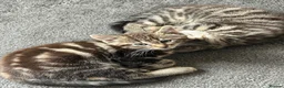 Mixed Breed cats for sale: 2 Tabby Kittens  - Advert 2