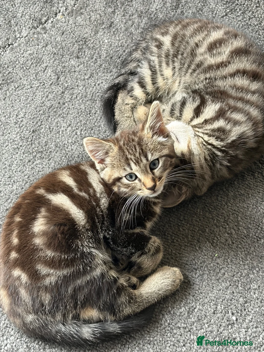 Mixed Breed cats for sale: 2 Tabby Kittens  - Advert 2
