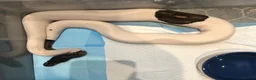 Mixed Breed reptiles for sale: I have 5 royals I’m looking at reselling/rehoming in Basildon - Advert 2
