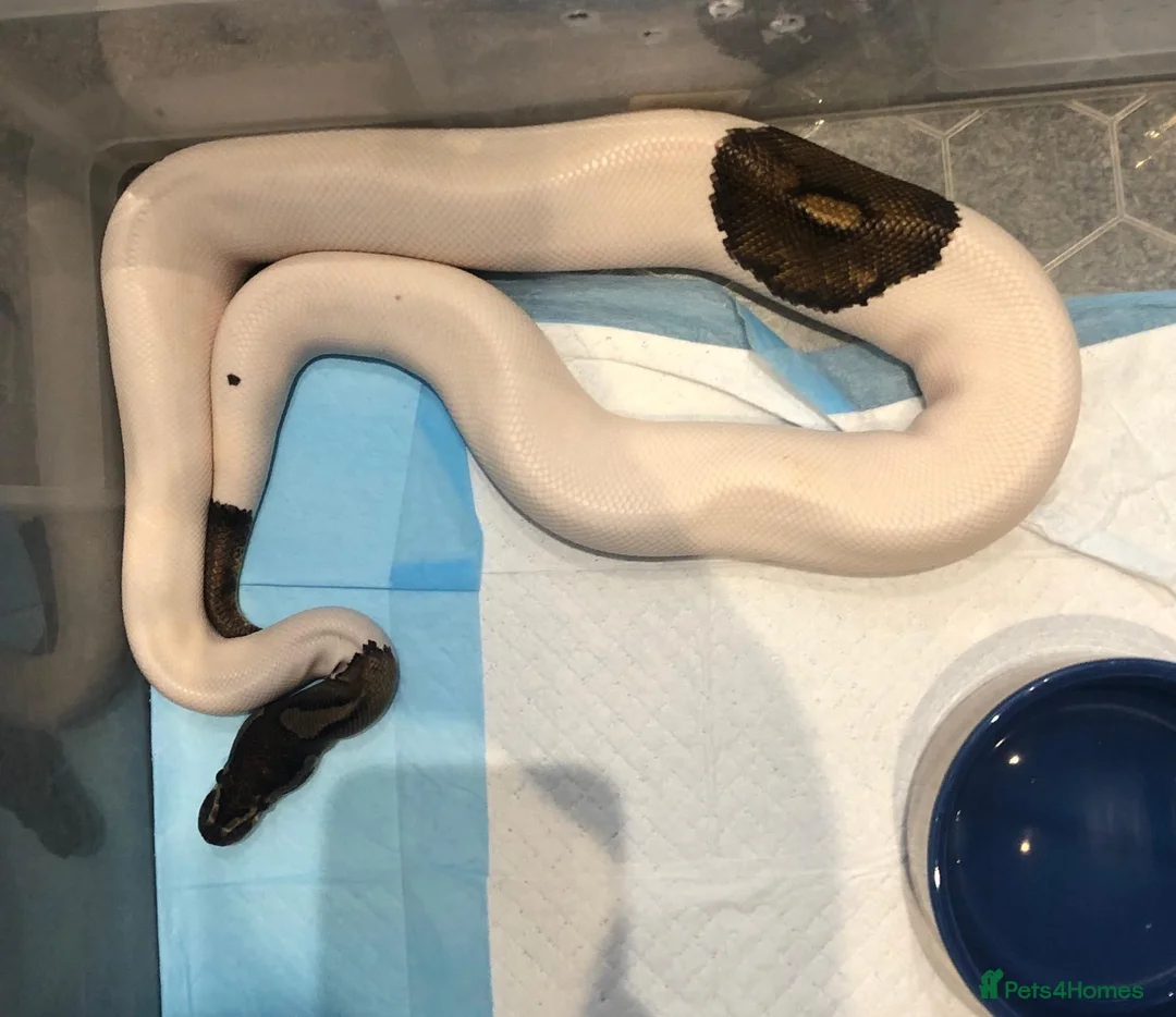 Mixed Breed reptiles for sale: I have 5 royals I’m looking at reselling/rehoming in Basildon - Advert 2