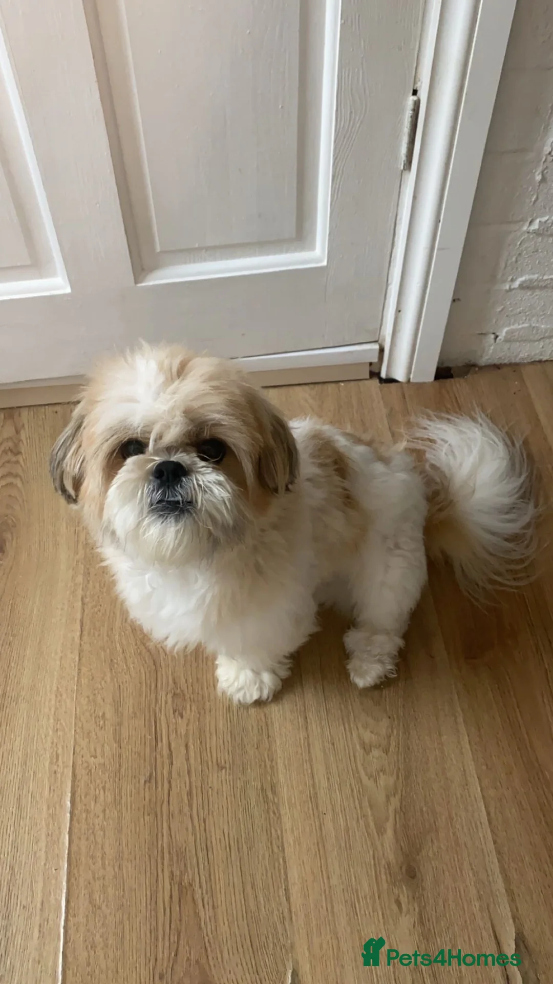 Shih Tzu dogs for stud: 3 nearly 4 year old boy shitzu in Redditch - Advert 2