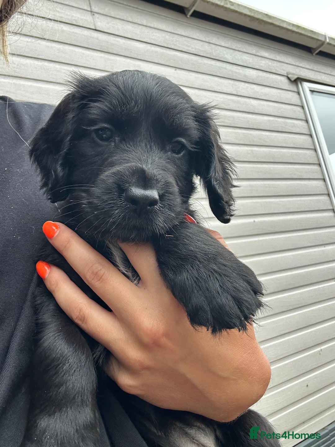 Cocker Spaniel dogs for sale: KC reg working cocker spaniels  - Image 4