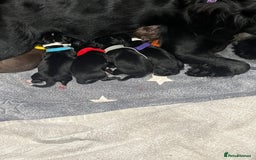 Mixed Breed dogs for sale: Spaniel/siberian Huskey puppies  - Image 4