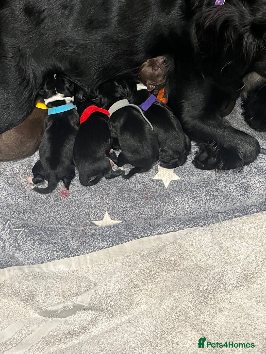 Mixed Breed dogs for sale: Spaniel/siberian Huskey puppies  - Image 4