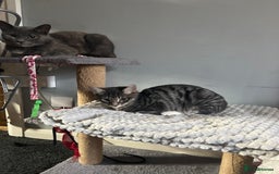 Mixed Breed cats for sale: Two lovely kittens need new home! - Image 3