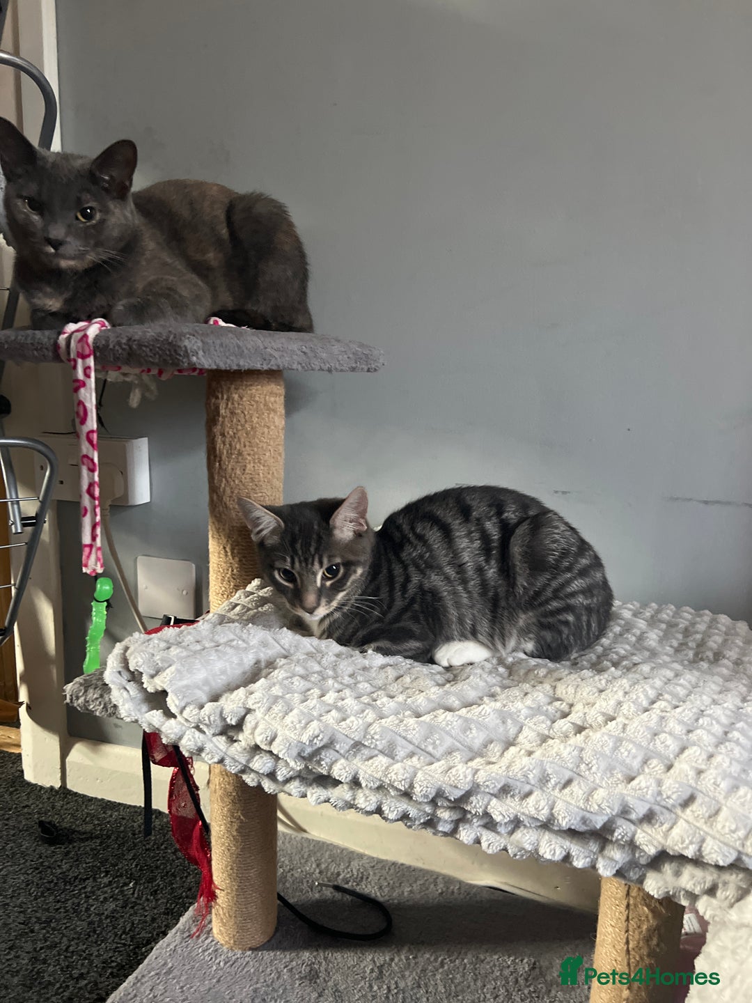 Mixed Breed cats for sale: Two lovely kittens need new home! - Image 3