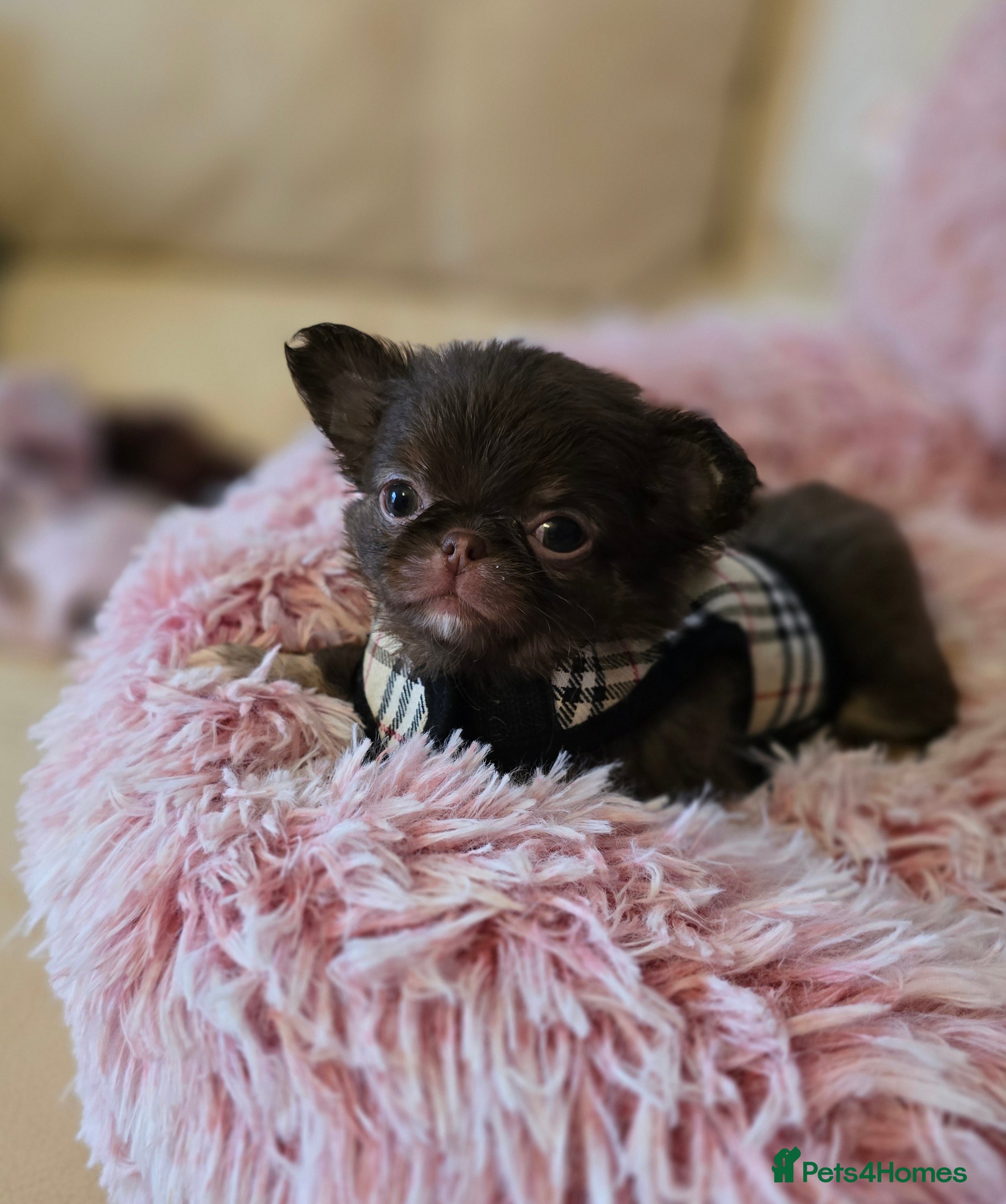 Chihuahua dogs Xx quality chocolate longcoat chihuahua puppies Xx - Advert 2