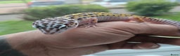 Leopard Gecko reptiles for sale: Tug snow female for sale - Advert 7