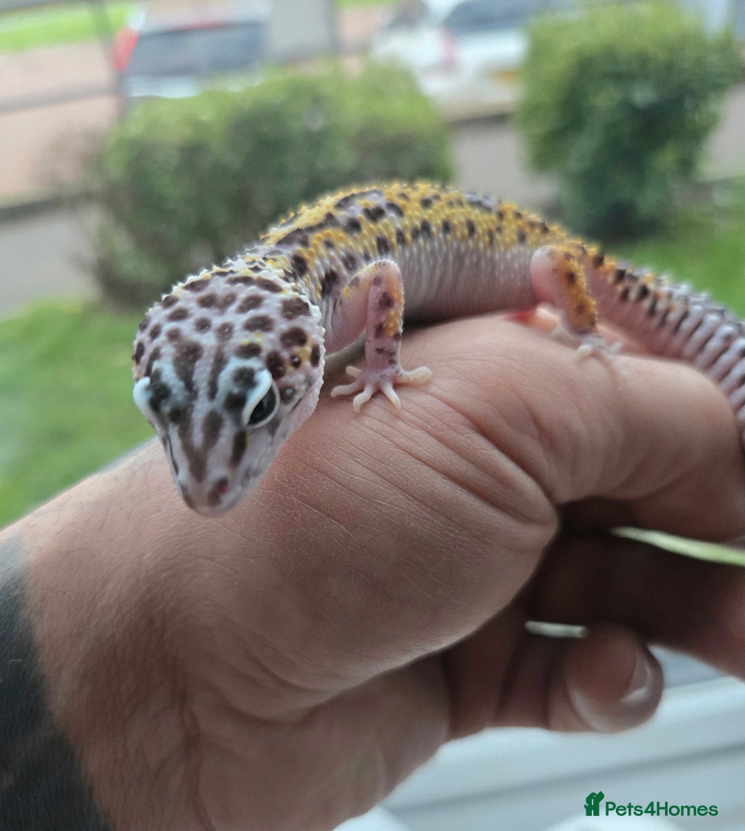 Leopard Gecko reptiles for sale: Tug snow female for sale - Advert 7