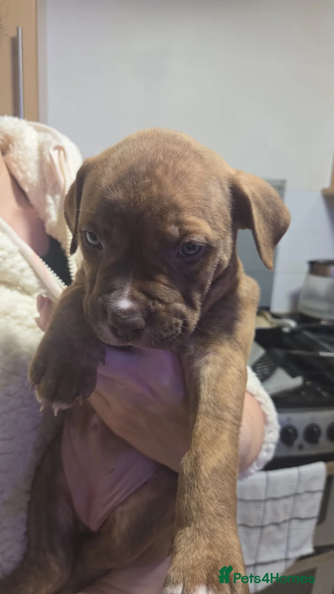 Bullmastiff dogs for sale: Pitbull Mastiff Pups  in London - Advert 11