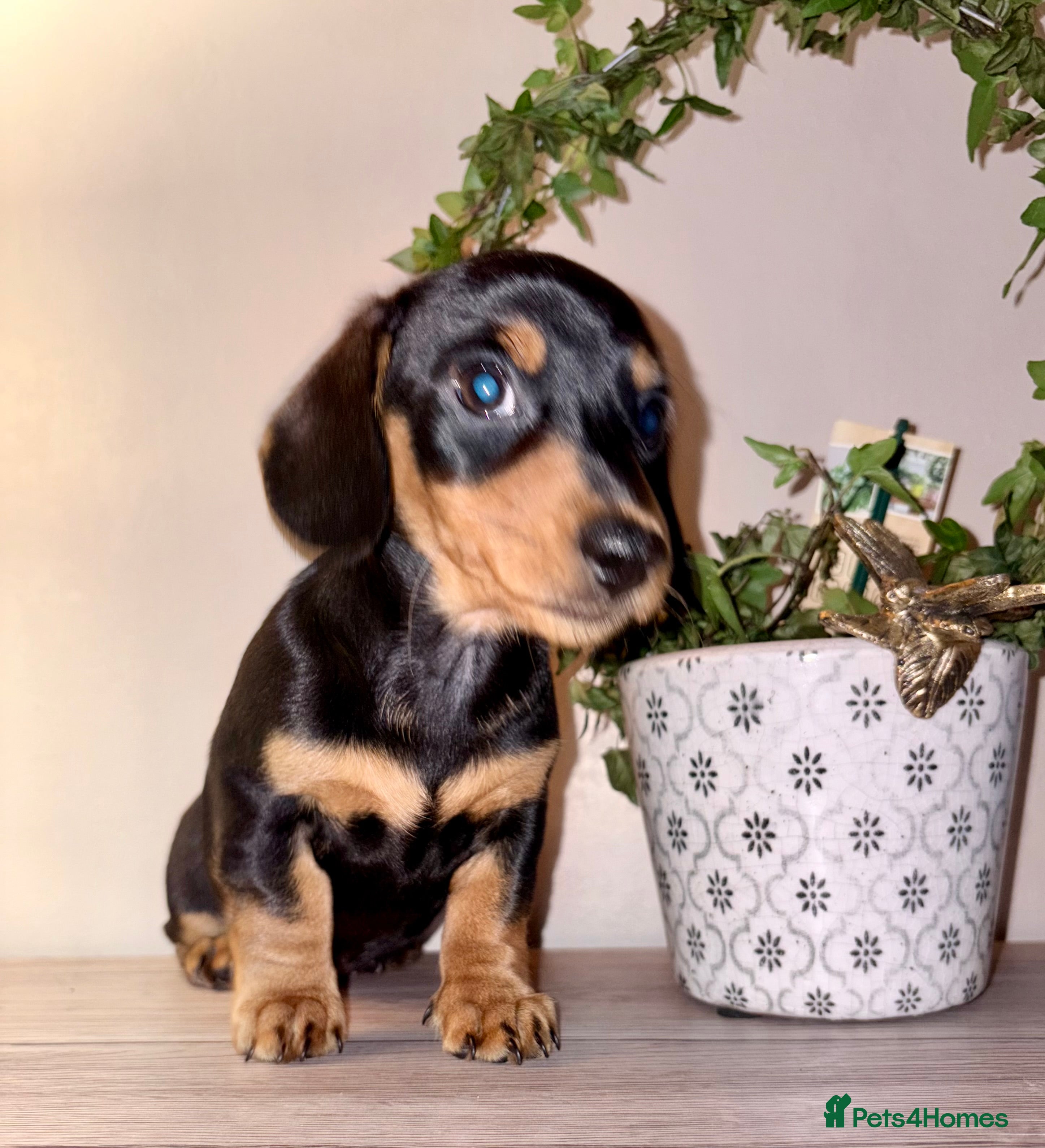 Miniature Dachshund dogs Miniature Dachshunds KC reg, READY TO LEAVE - Advert 14