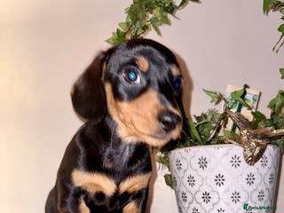 Miniature Dachshund dogs Miniature Dachshunds KC reg, READY TO LEAVE - Advert 14