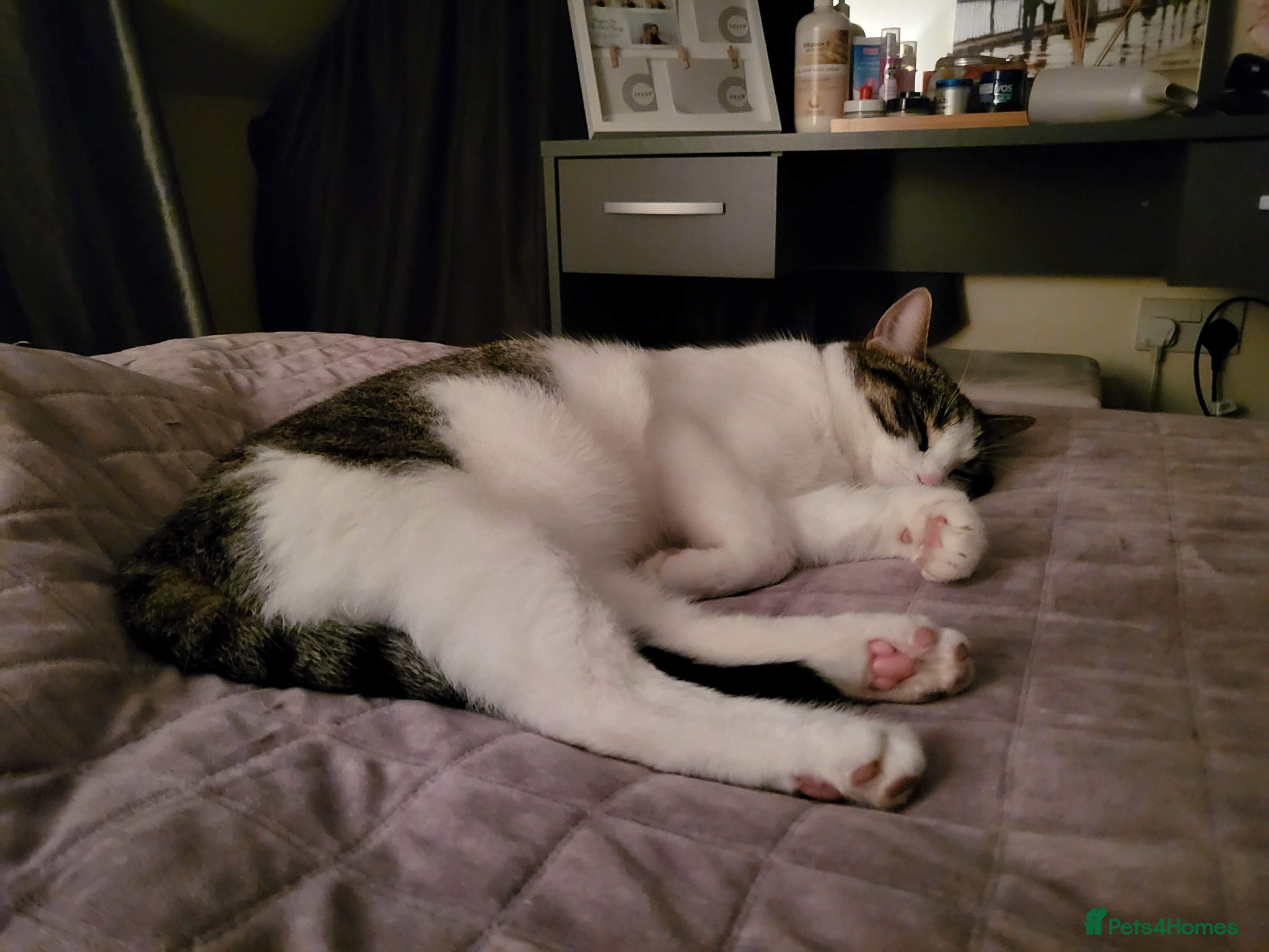 Domestic Shorthair cats for sale: Beaux in Wellingborough - Advert 9