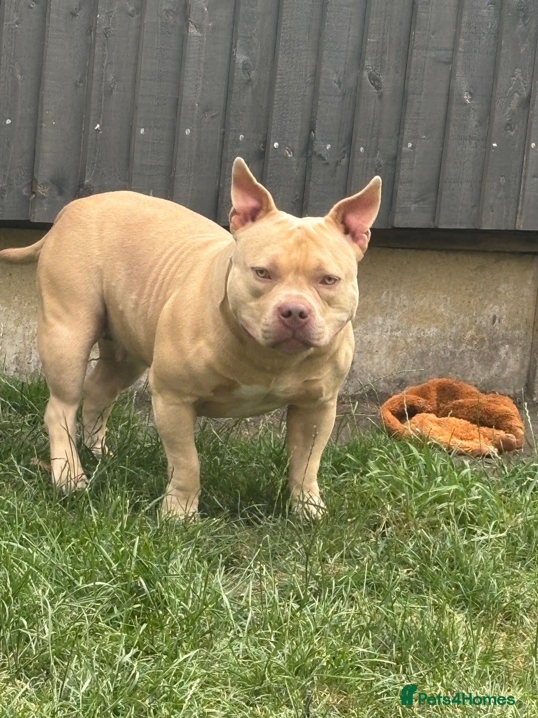 American Bully dogs for sale: Female pocket bully  - Image 4
