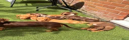 Miniature Dachshund dogs for sale:  5 Miniature Dachshund Puppies ready  in Bradford - Advert 1