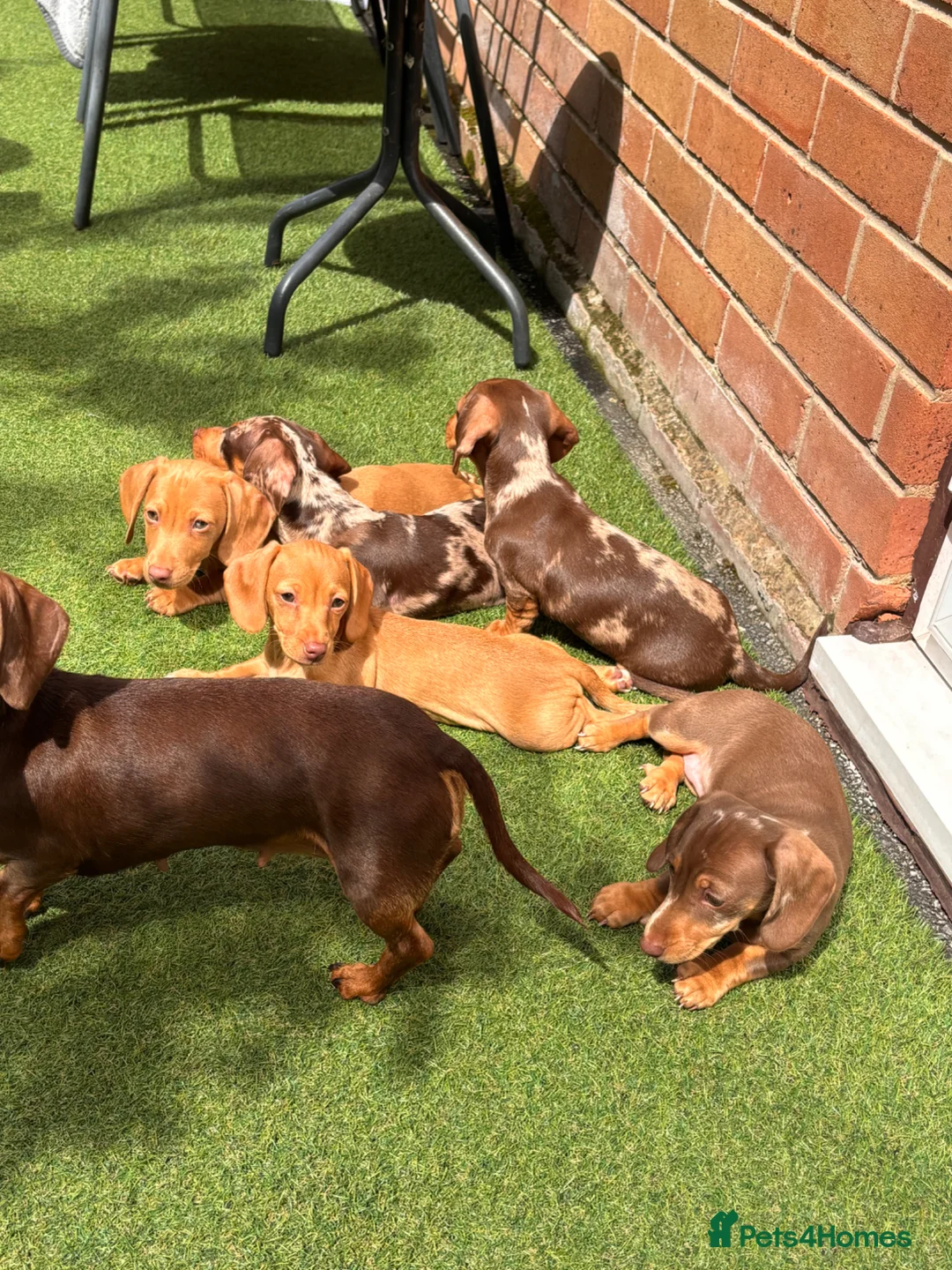 Miniature Dachshund dogs for sale:  5 Miniature Dachshund Puppies ready  in Bradford - Advert 1