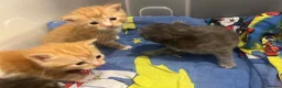 European cats for sale: Cute kittens in Aldershot - Advert 4