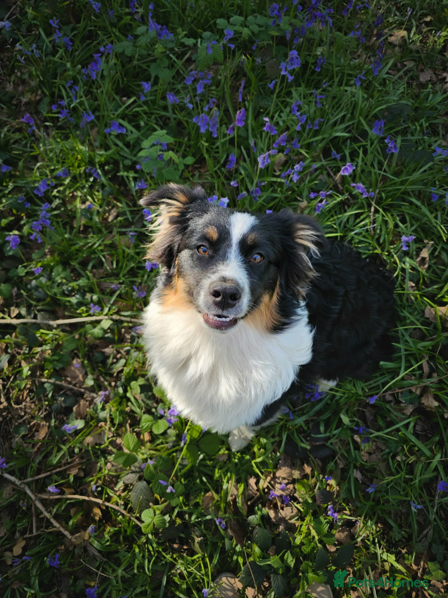 Australian Shepherd dogs Calm and well-balanced Australian shepherd 🐕‍🦺 - Advert 11