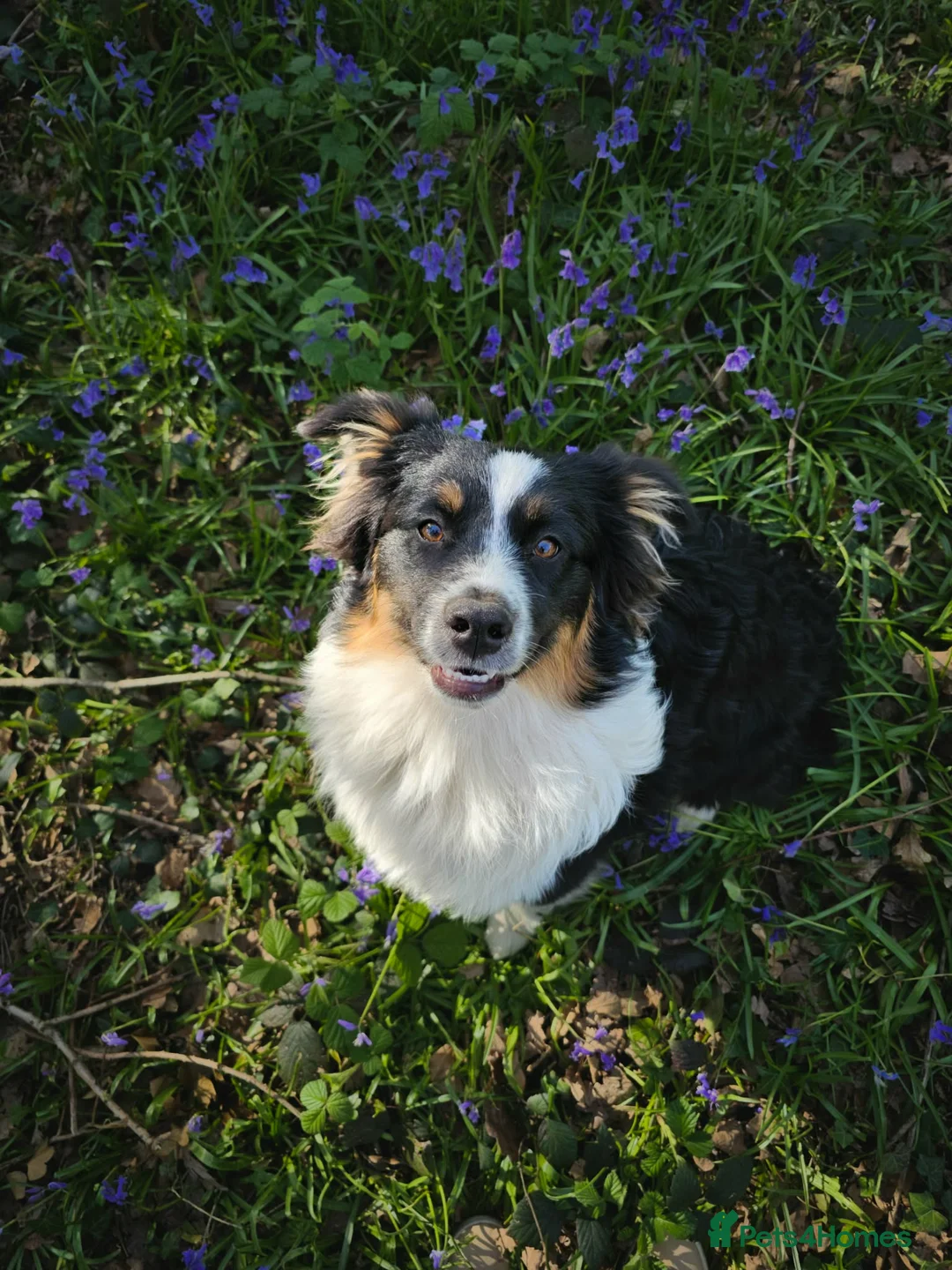 Australian Shepherd dogs for stud: Calm and well-balanced Australian shepherd 🐕‍🦺 - Advert 1